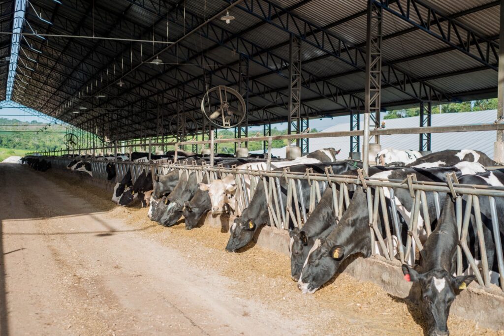 medidas-de-apoio-ao-produtor-fortalecem-a-cadeia-lactea-de-goias