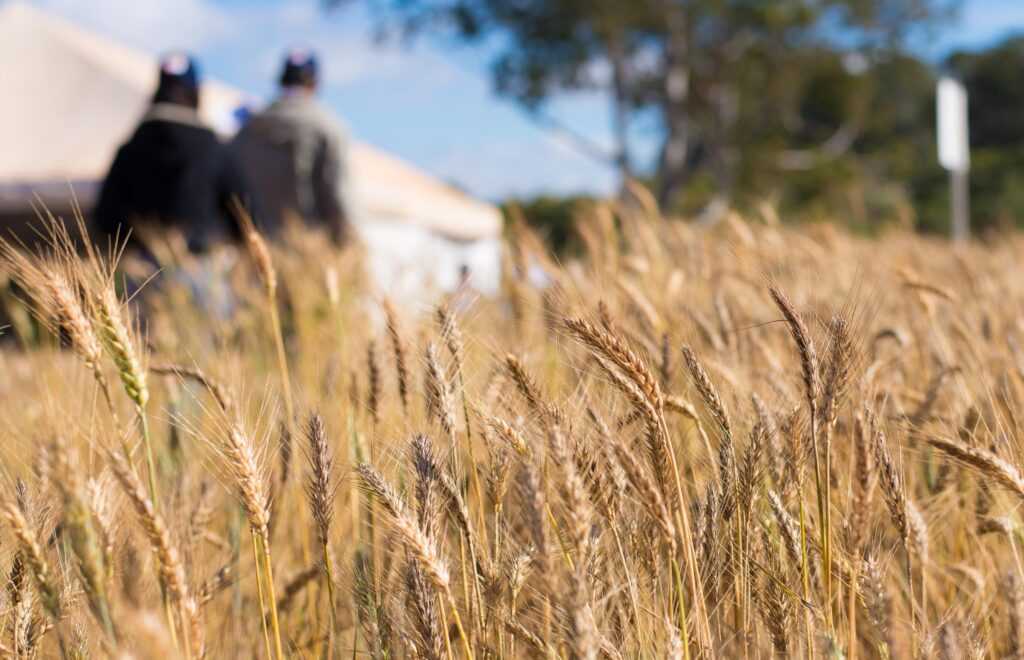 diversificacao-de-culturas-e-um-dos-segredos-do-sucesso-agropecuario-de-goias