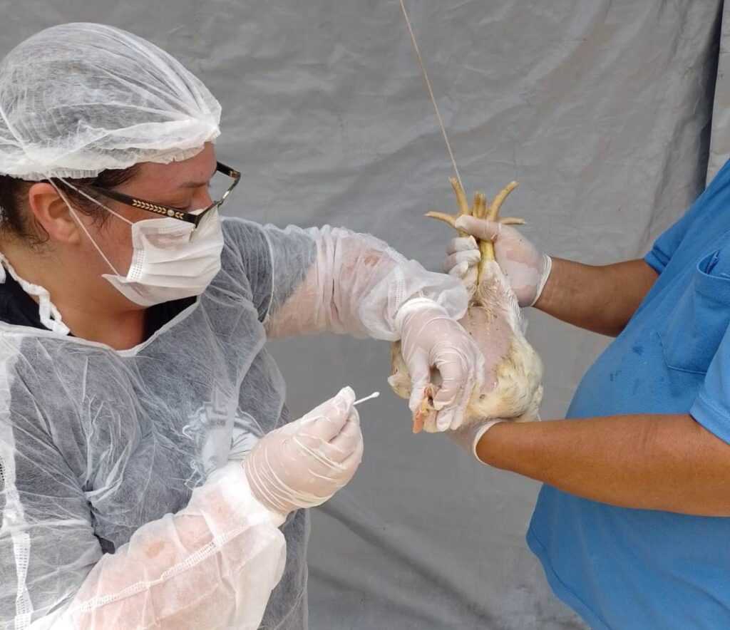 goias-decreta-situacao-de-emergencia-zoossanitaria-preventiva-contra-a-gripe-aviaria