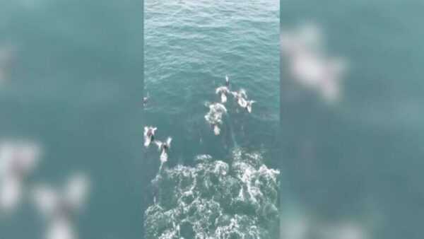 mais-de-100-golfinhos-sao-vistos-nadando-perto-de-farol-em-sc.-veja