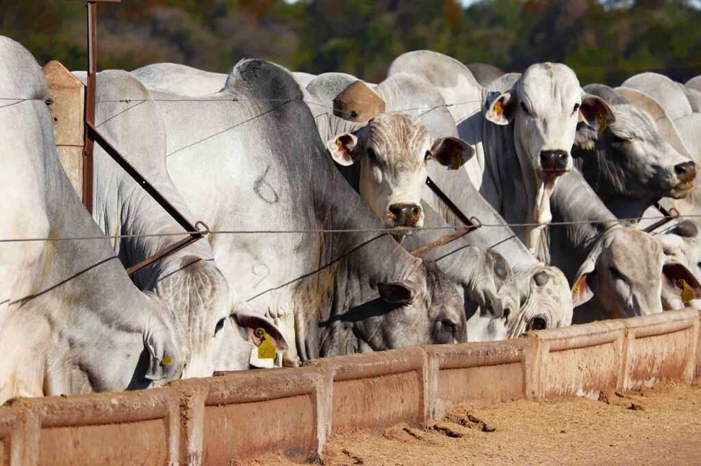 goias-bate-recorde-no-abate-de-gado-e-avanca-na-exportacao-de-carne-bovina