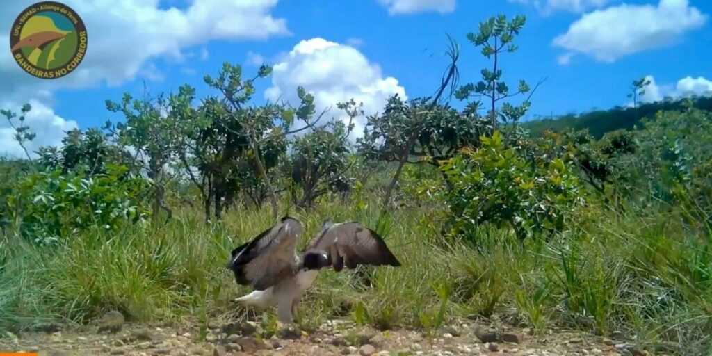 gaviao-de-rabo-branco-e-filmado-pela-primeira-vez-em-corredor-ecologico-de-goias