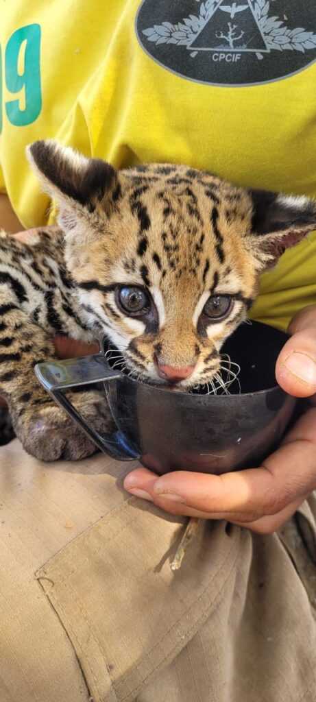 filhote-de-onca-e-resgatado-na-serra-dourada,-em-goias