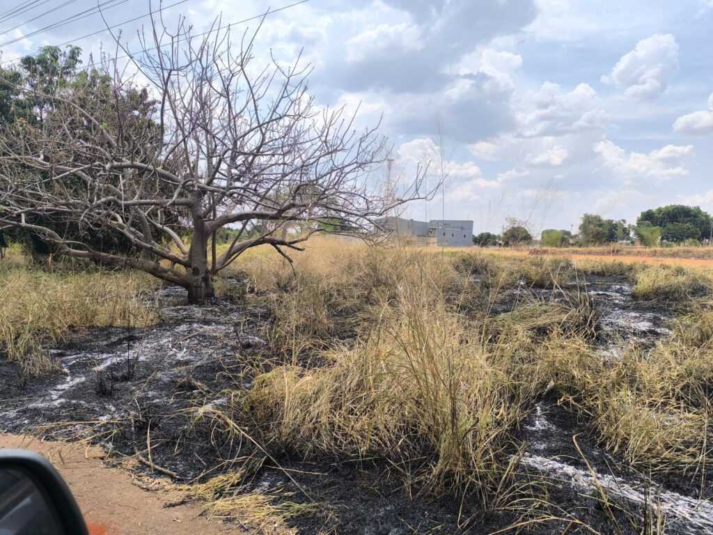 pm-prende-casal-que-ateou-fogo-em-vegetacao-no-setor-vera-cruz,-em-goiania