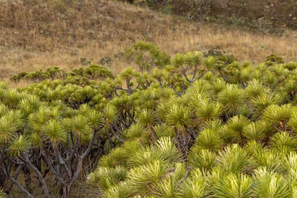 semad-lanca-pagina-sobre-concessao-do-pescan