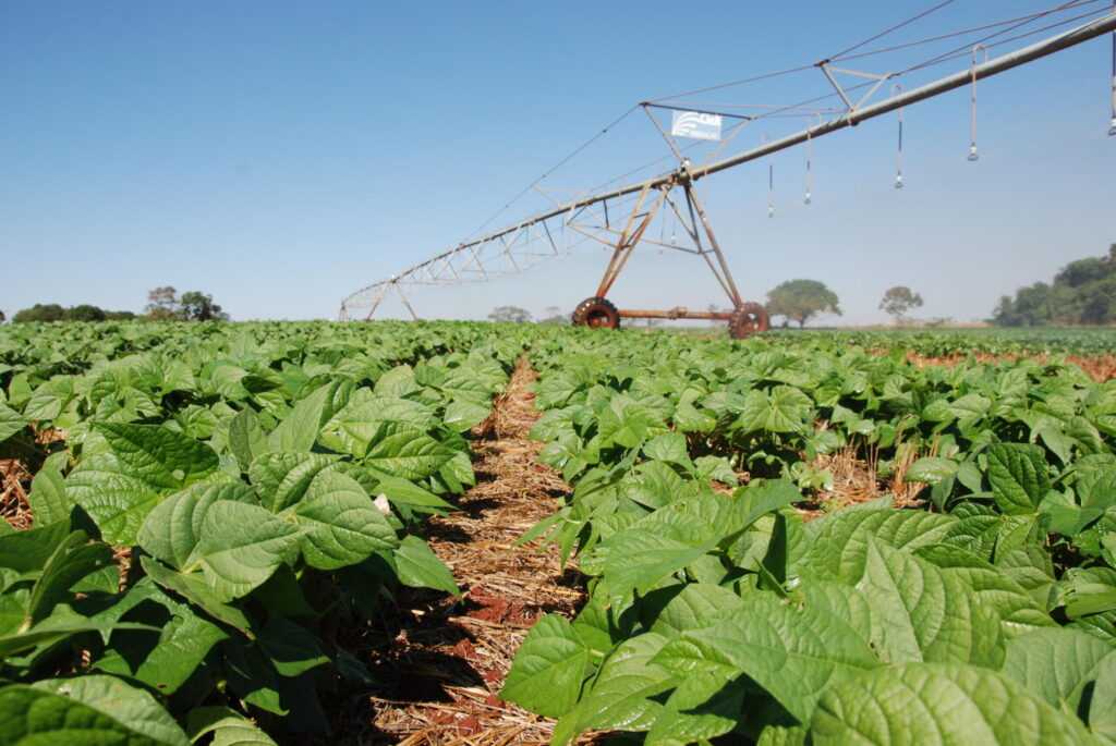 periodo-de-semeadura-do-feijao-comum-em-goias-comeca-na-proxima-terca-feira