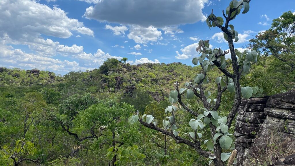 projeto-pioneiro-avalia-risco-de-extincao-da-flora-goiana