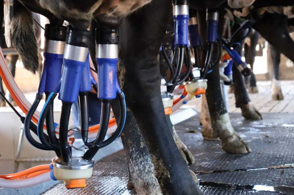 governo-proibe-venda-de-leite-liquido-feito-a-partir-de-leite-em-po-importado