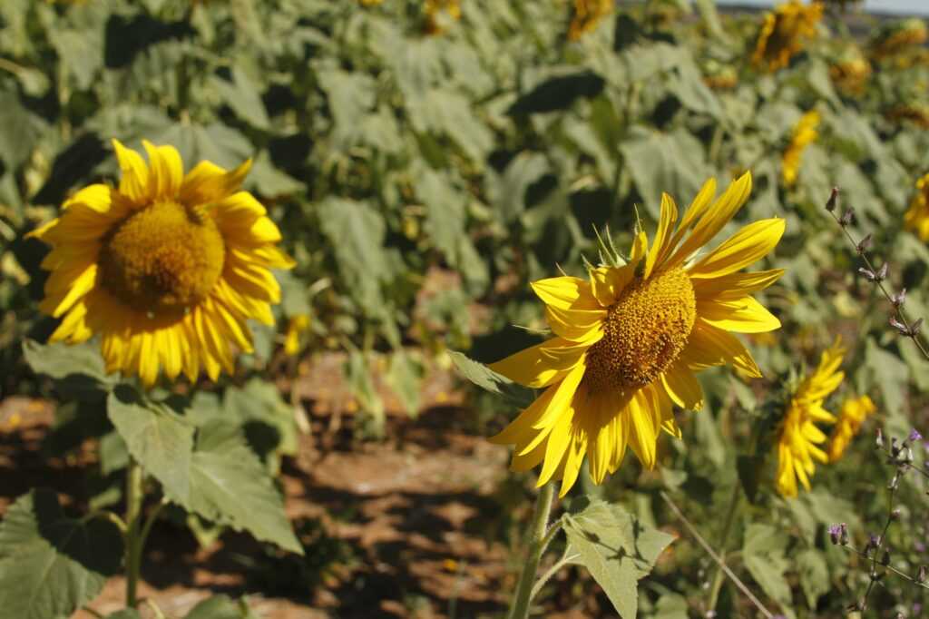 producao-agropecuaria-goiana-de-2025-consolida-estado-como-lideranca-nacional