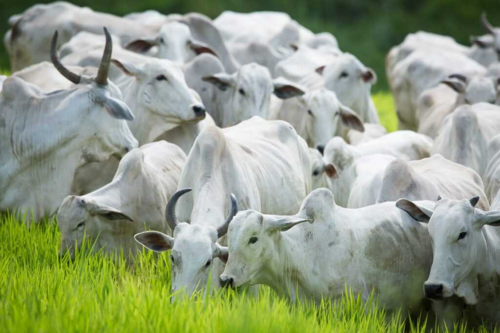 termina-nesta-quinta-feira-prazo-da-2a-etapa-da-declaracao-de-rebanho-em-goias
