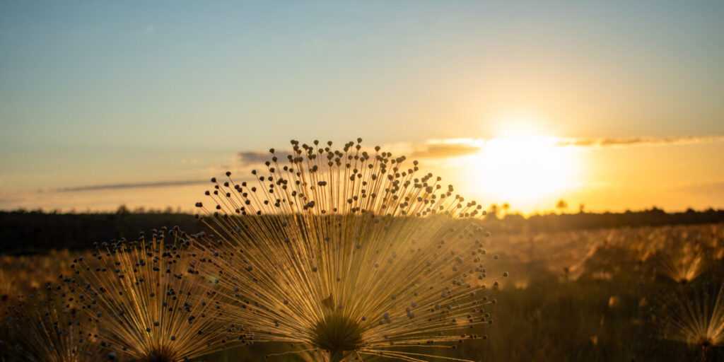 psa-manteve-quase-16-mil-hectares-de-cerrado-em-pe-no-primeiro-ano