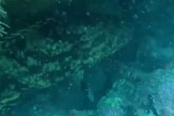 Peixe raro e ameaçado de extinção é visto no litoral de Alagoas peixe-raro-e-ameacado-de-extincao-e-avistado-no-litoral-de-alagoas
