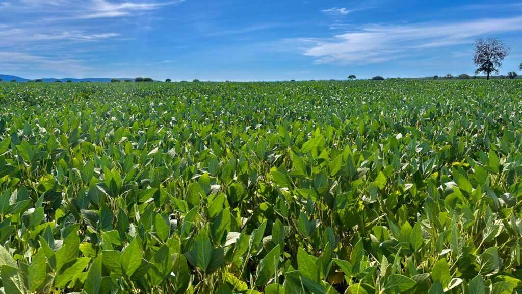 goias-caminha-para-a-2a-maior-safra-de-graos-da-historia