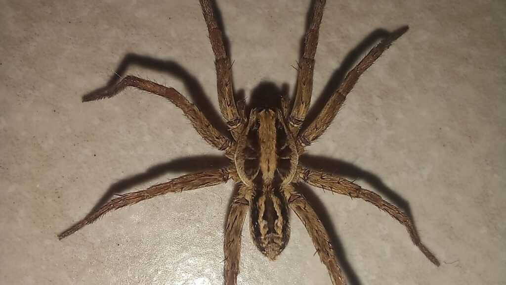 semad-faz-consulta-ampla-para-avaliar-risco-de-extincao-de-aracnideos-em-goias;-veja-prazos