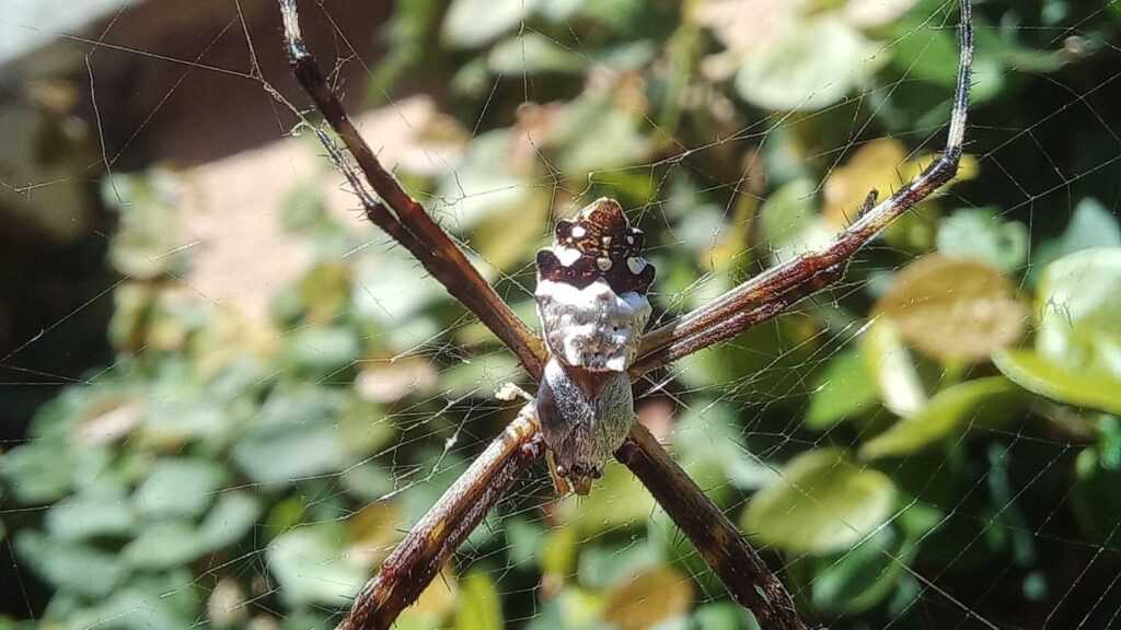 goias-abre-consulta-publica-sobre-especies-ameacadas-de-extincao