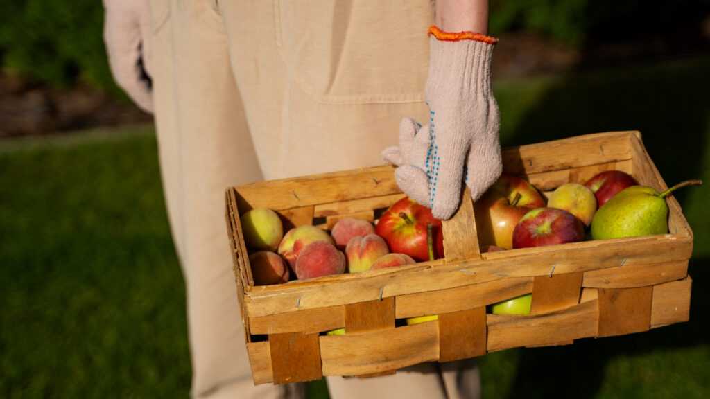 projeto-que-criminaliza-descarte-de-alimentos-divide-opinioes-e-preocupa-produtores-rurais