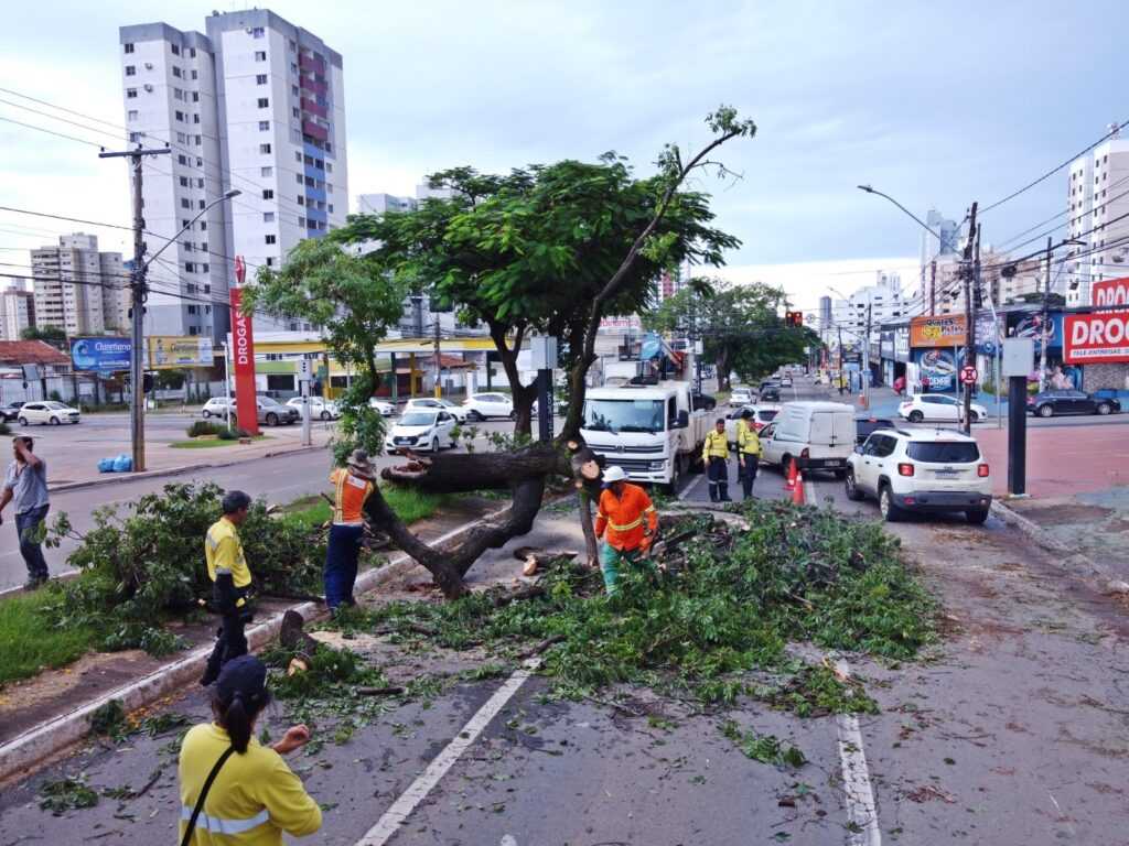 comurg-atende,-em-media,-8-quedas-de-arvores-por-dia-em-goiania