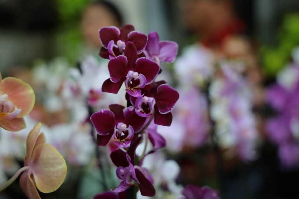 Dia das Mães: feira de orquídeas e rosas do deserto movimenta Aparecida nesta semana dia-das-maes:-feira-de-orquideas-e-rosas-do-deserto-movimenta-aparecida-nesta-semana