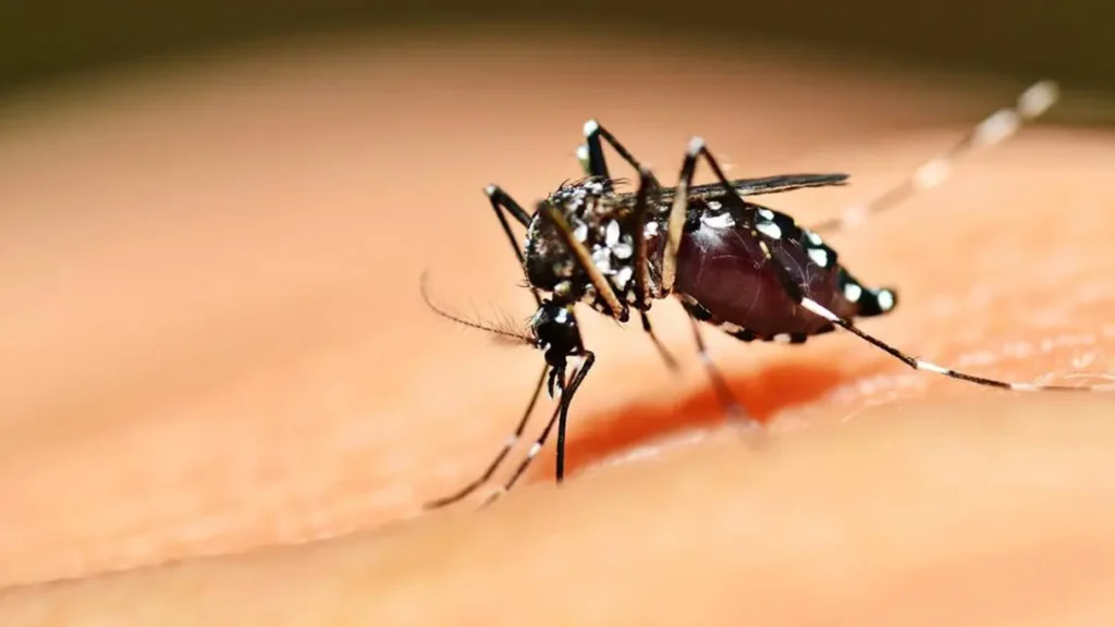 Conheça o método Wolbachia no enfrentamento à dengue, que vem sendo implantado em Anápolis conheca-o-metodo-wolbachia-no-combate-a-dengue,-que-vem-sendo-implantado-em-anapolis