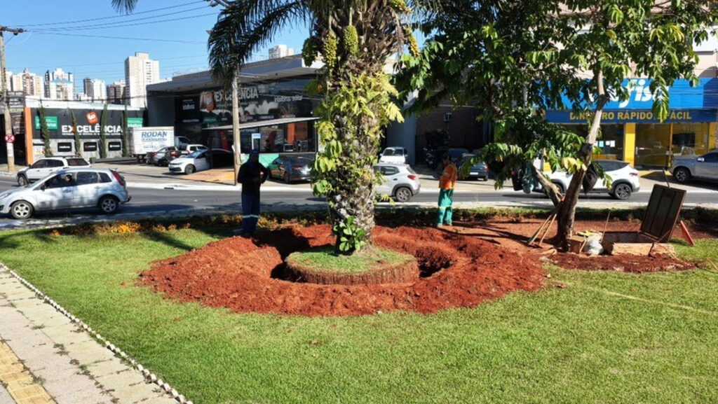 Comurg inicia transplante de árvores da Praça Ciro Lisita para preservar patrimônio ambiental comurg-inicia-transplante-de-arvores-da-praca-ciro-lisita-para-preservar-patrimonio-ambiental