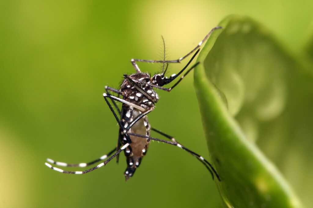 Dengue pode voltar a crescer nos próximos meses por motivo do El Niño dengue-pode-voltar-a-crescer-nos-proximos-meses-por-causa-do-el-nino