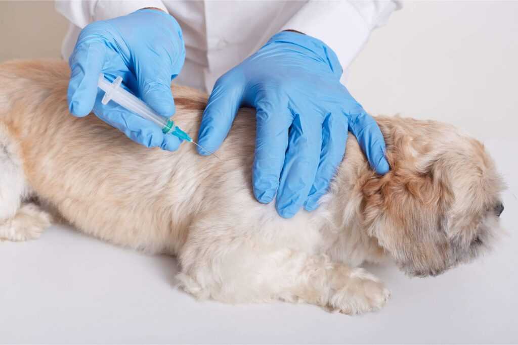 alerta-perto-de-goias:-caso-de-raiva-canina-e-registrado-apos-mais-de-20-anos
