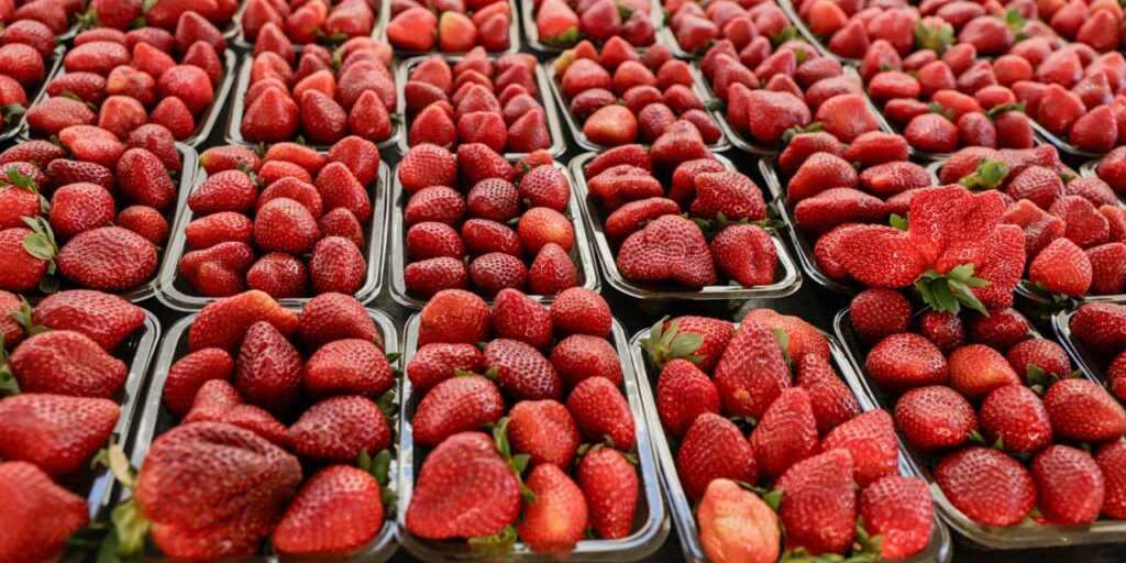 Cultivo de morango vira negócio familiar e sustenta quatro famílias em Águas Lindas de Goiás cultivo-de-morango-vira-negocio-familiar-e-sustenta-quatro-familias-em-aguas-lindas-de-goias