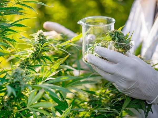 cultivo-de-cannabis-medicinal-exige-autorizacao-e-controle-sanitario,-preve-regra-da-anvisa